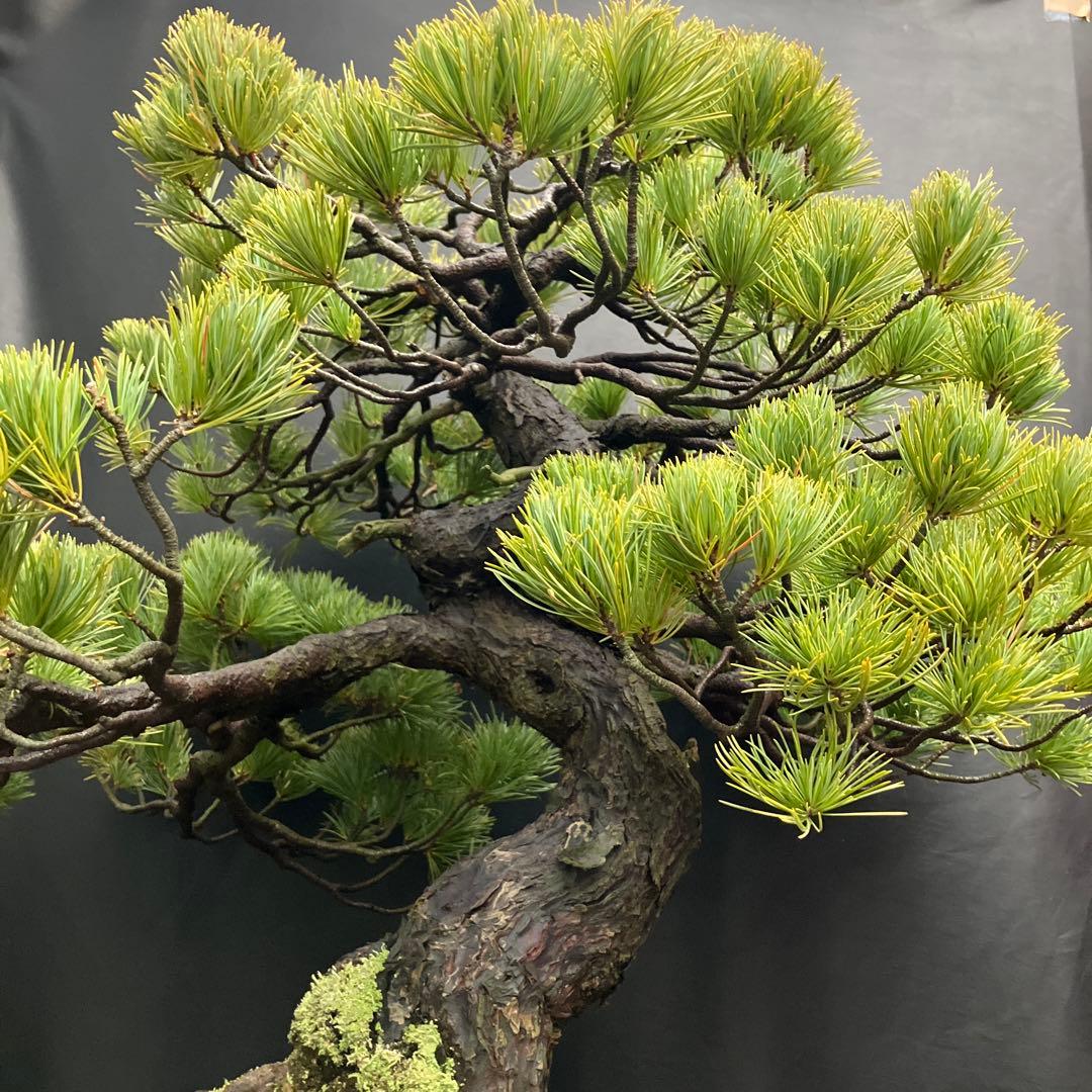 五葉松 盆栽
