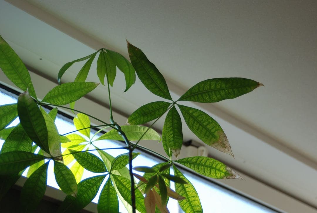 Nikon D80 デジタル一眼 AF Nikkor35-70レンズ付 動作品