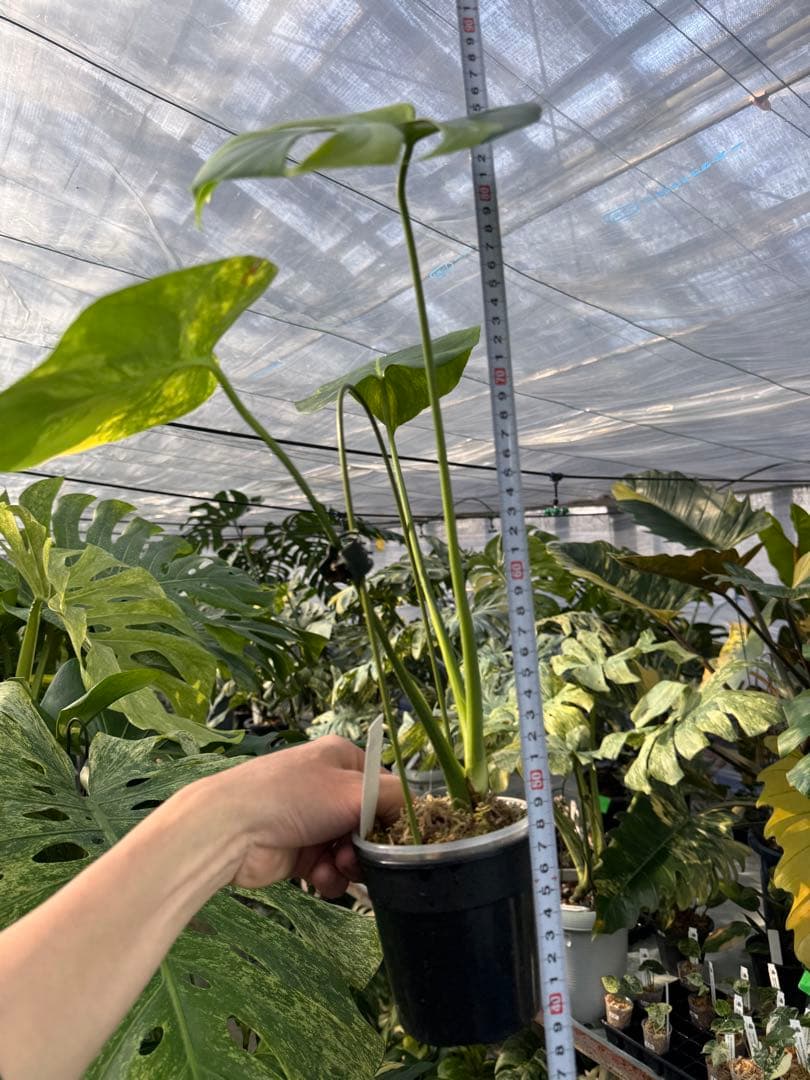 モンステラ　イエローマリリン　黄斑入り　健康株　朝礼セール