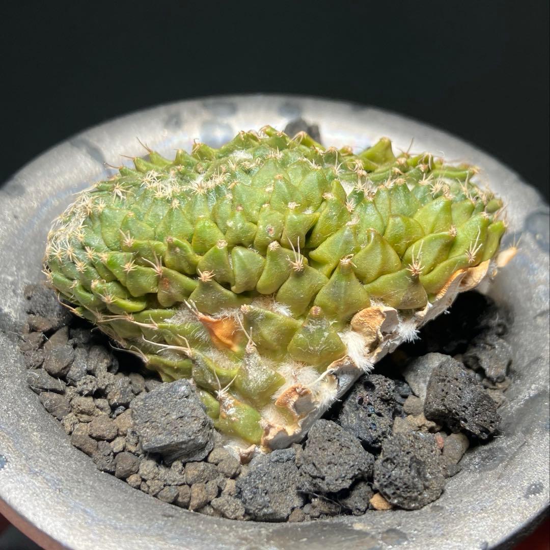 ペレキフォラ　銀牡丹　綴化　カキコ　実根　開花株　検）グラキリス　黒王丸