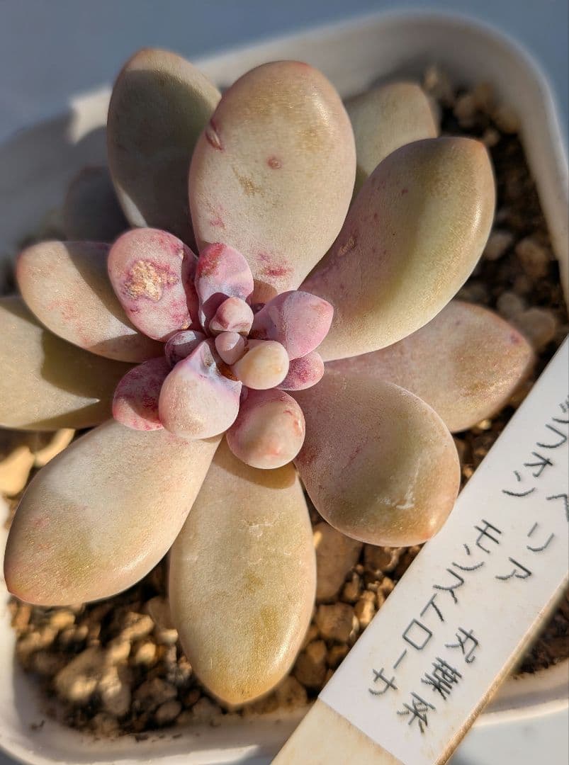 専用！名札付き❢