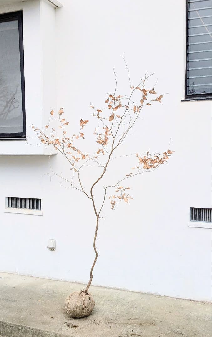 山採りヤマコウバシ。