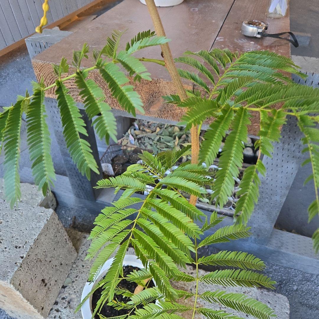 ②　エバーフレッシュ曲がり仕立て　7号特大苗木最高等級極上品‼️