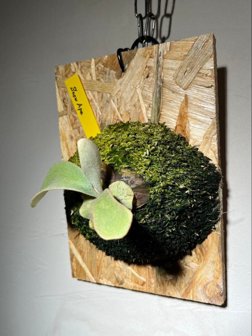 P.  Ape スノウエイプ　雪猿 子株