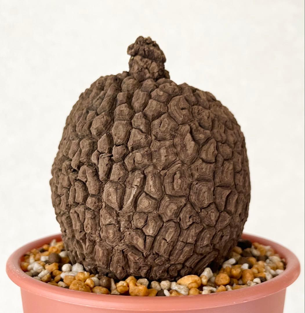 ピザ【極美/大株/塊根植物】ステファニア スベローサ 大株 鉢植え