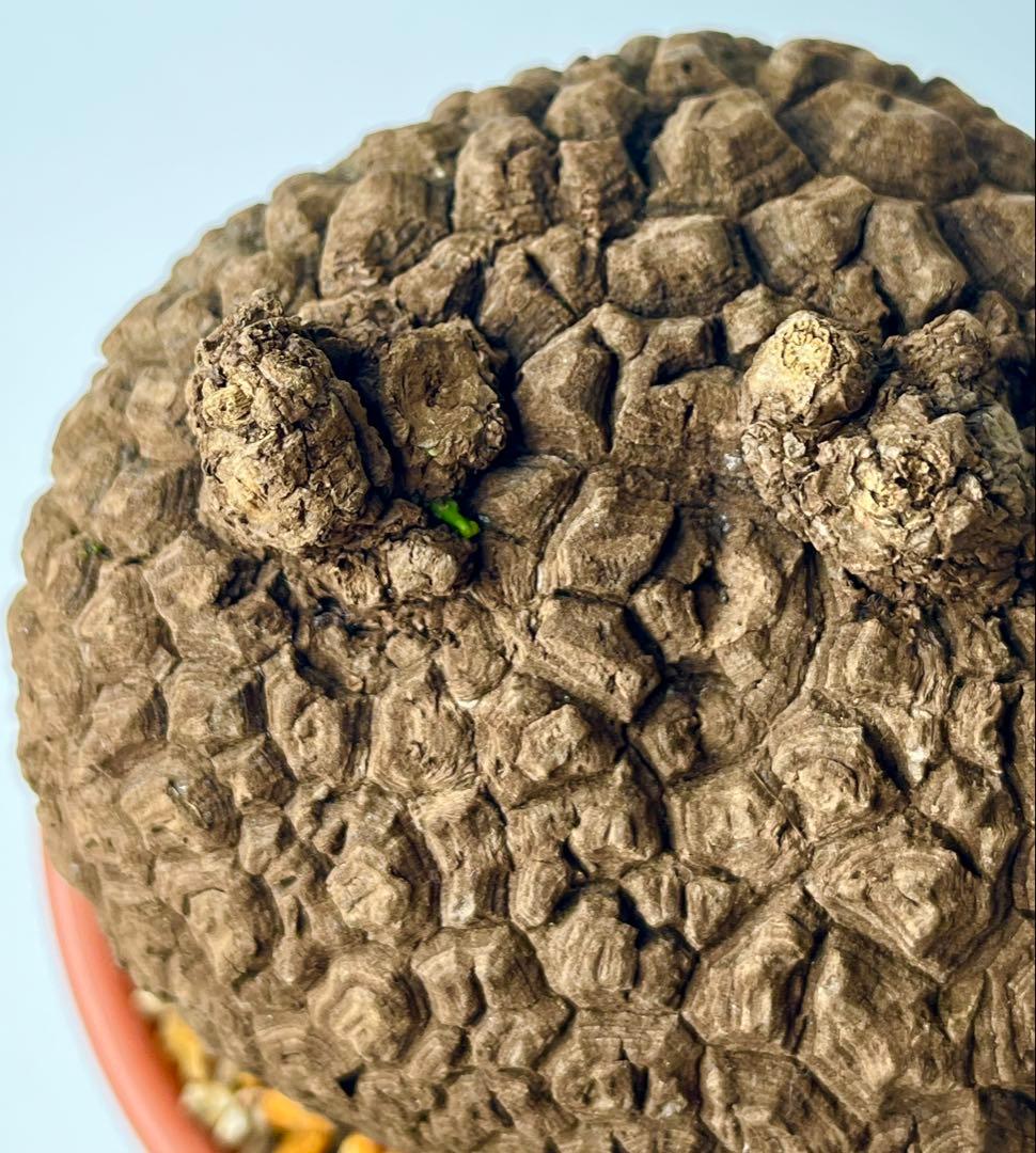 ピザ【極美/大株/塊根植物】ステファニア スベローサ 大株 鉢植え