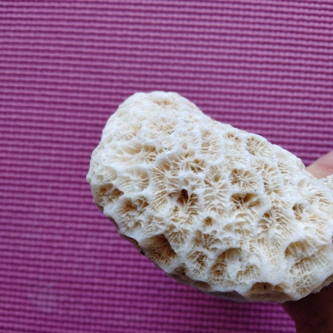 クリーム色のサンゴ置物