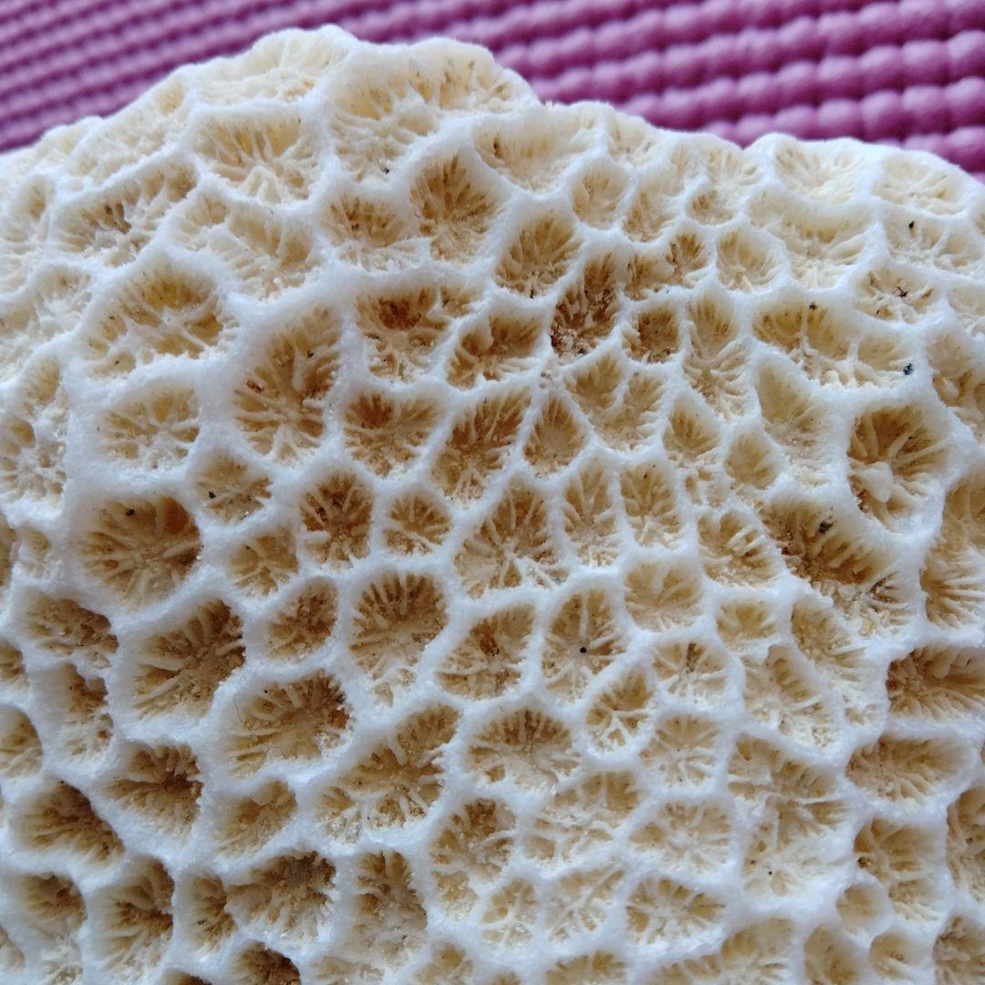 クリーム色のサンゴ置物