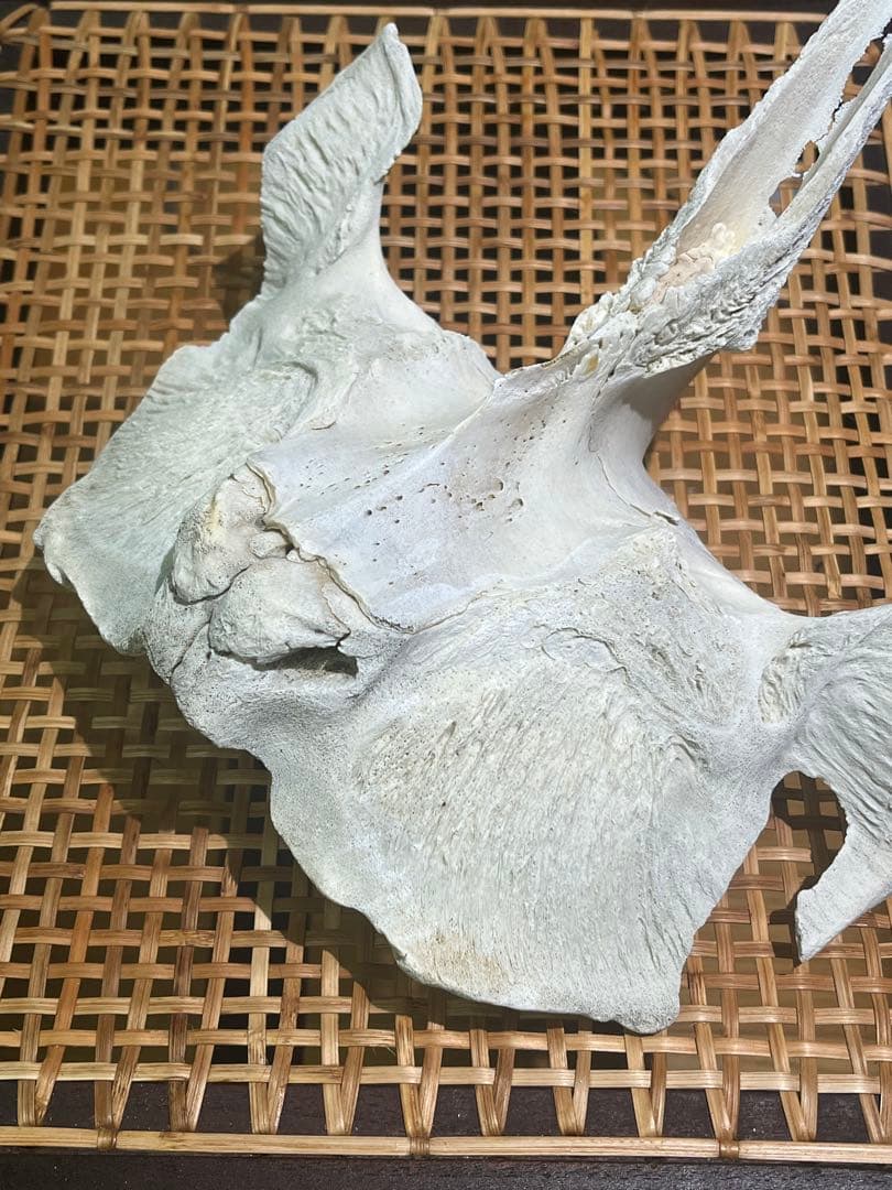 イルカ　骨　06