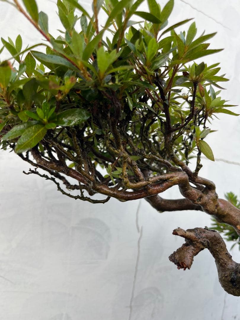 皐月 大盃(おおさかずき) 盆栽 素材 / 超極太幹