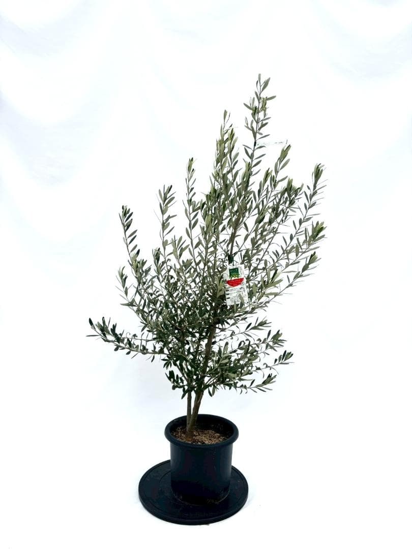 オリーブの木　シプレシーノ　8号　約140cm　NO.861　人気品種　現品掲載