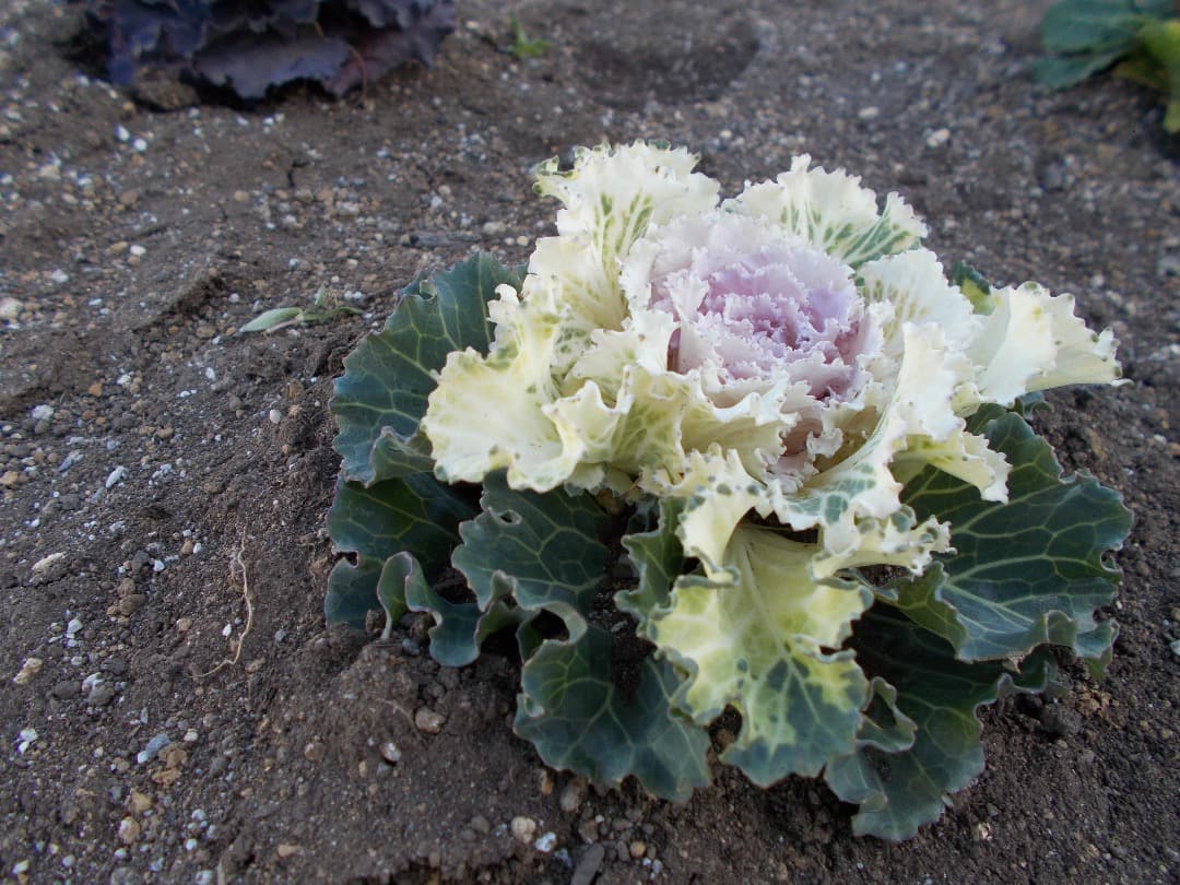 実写美⭕️良品【動作確認済】Nikon ニコン COOLPIX L31 コンデジ