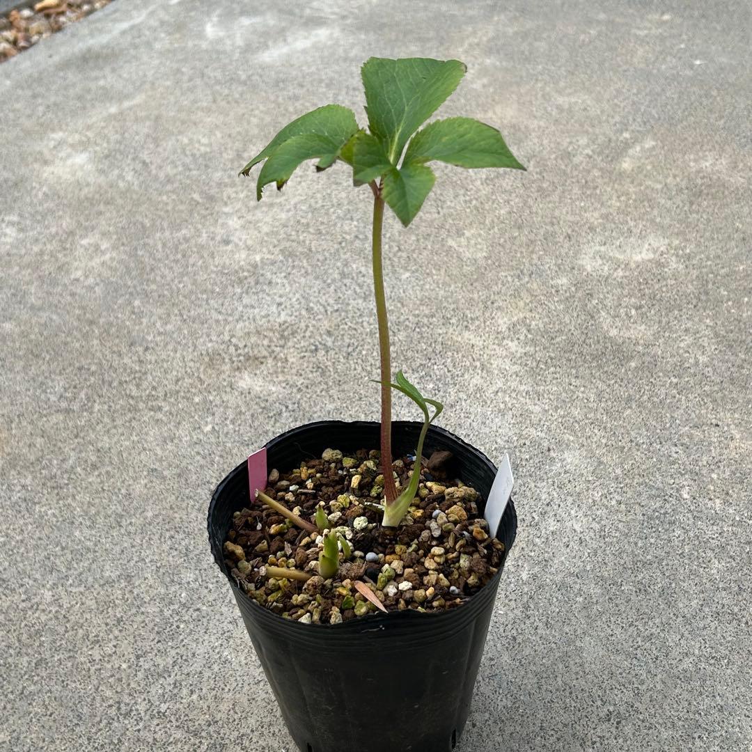 クリスマスローズ 開花実績株 小輪レインボーhyb