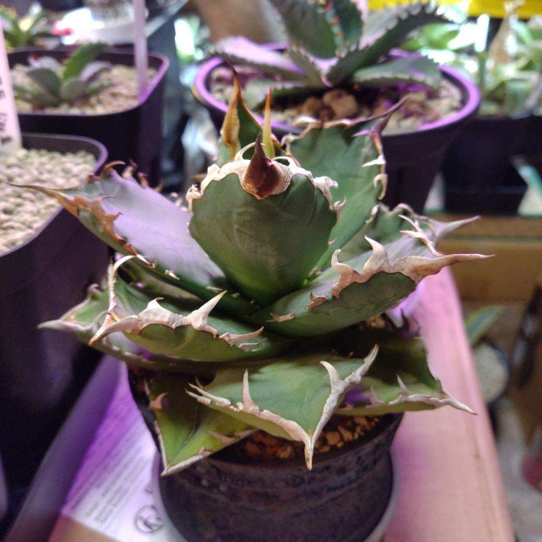 アガベ 　九尾狐①　鉢ごと匿名発送！