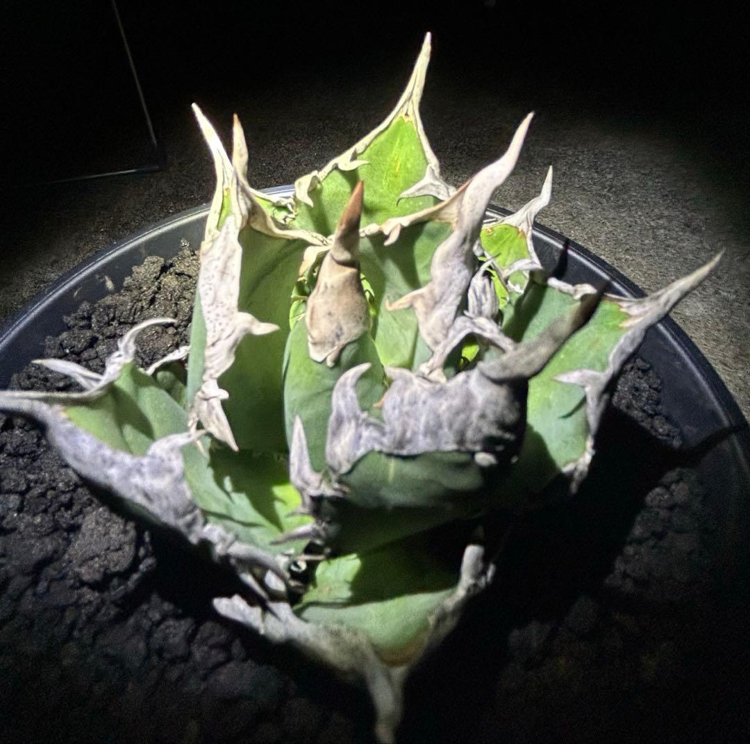 オテロイ現地実生 ぶつぶつ バンド厚いoaxaca oteroi コレクション