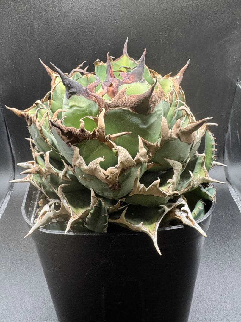 アガベ イラン株 ノーネーム 子株