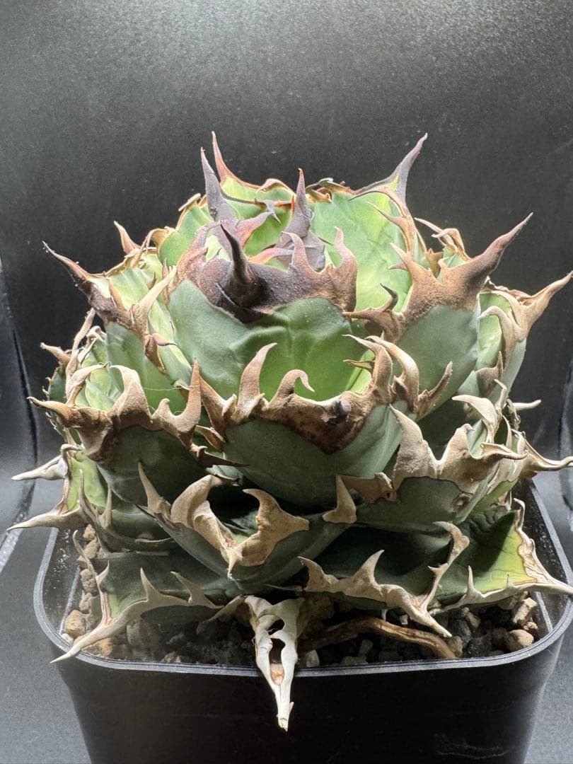 アガベ イラン株 ノーネーム 子株