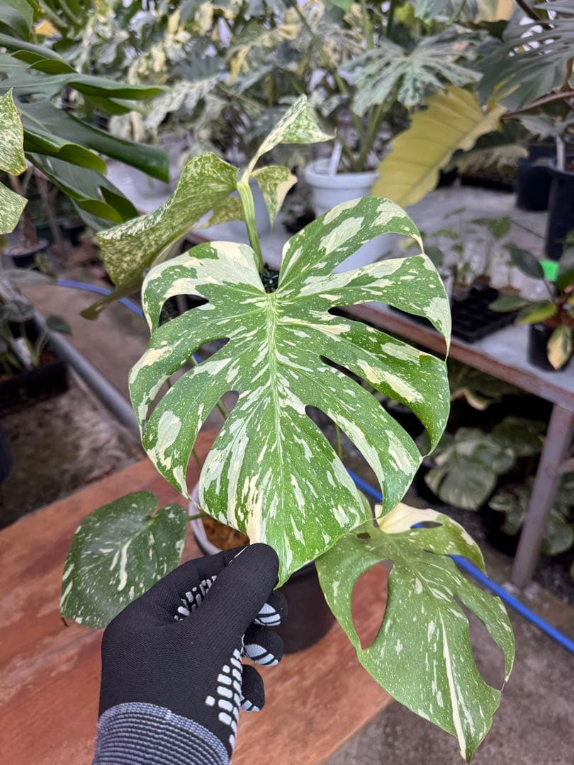 P*ぃ様 2モンステラ　タイコンステレーション　スターライト