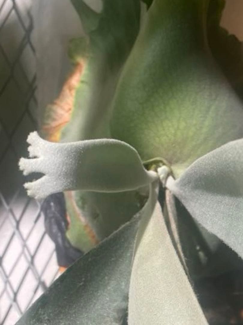 ビカクシダ　Yellow moon ×ccs MIXスポア　現物　ウィリンキー