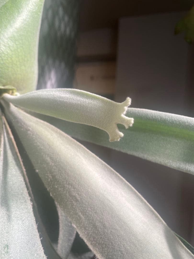 ビカクシダ　Yellow moon ×ccs MIXスポア　現物　ウィリンキー