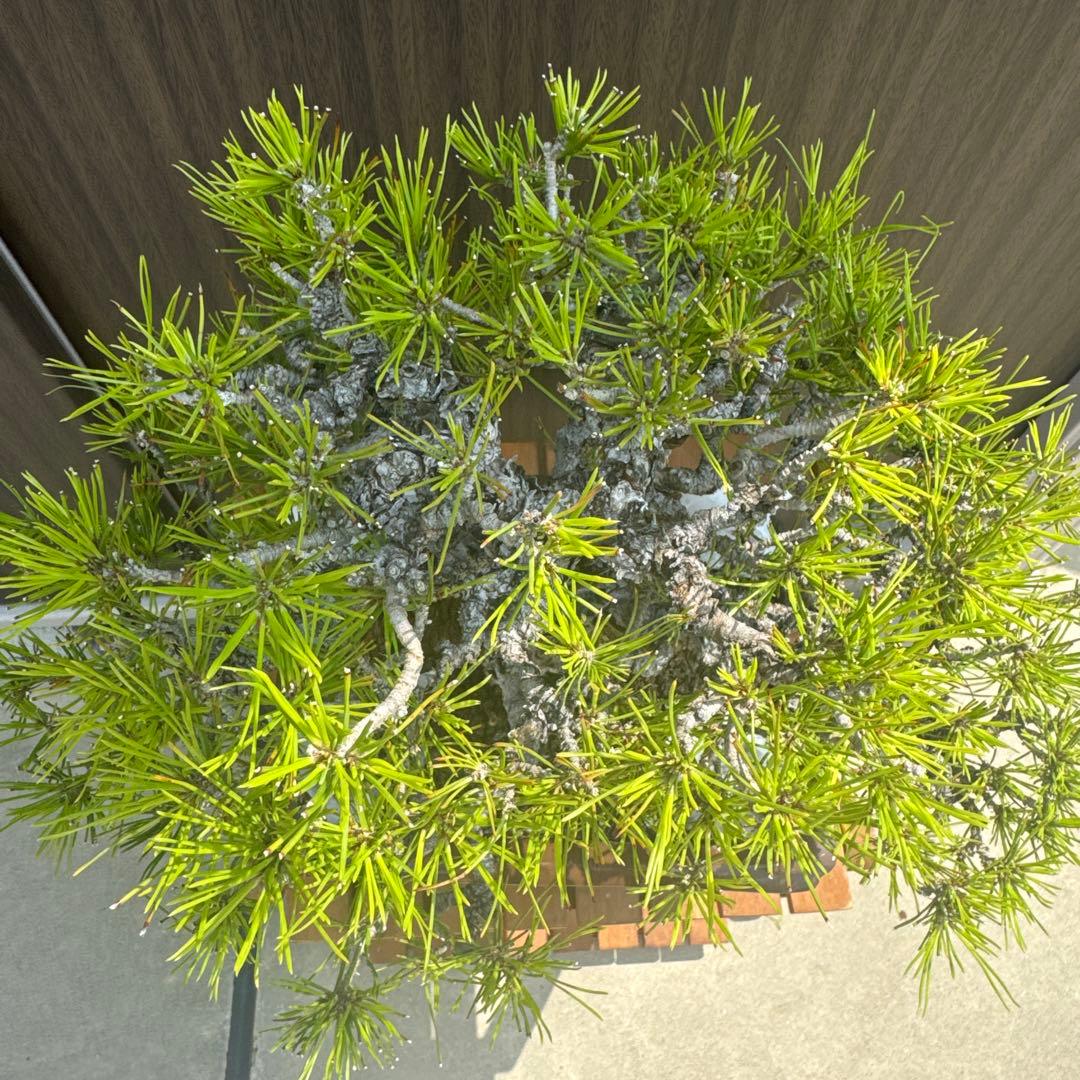 盆栽 黒松 中品盆栽 山採り