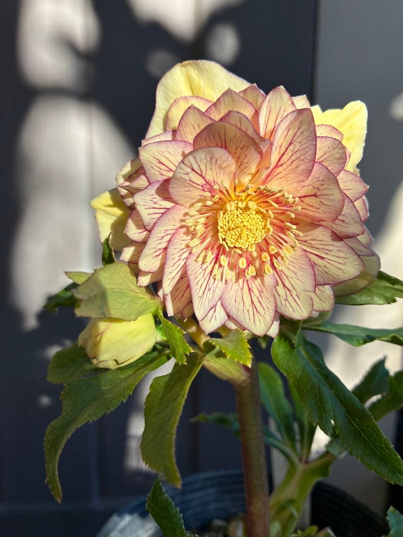 クリスマスローズ　DDクリームベイン赤蕊