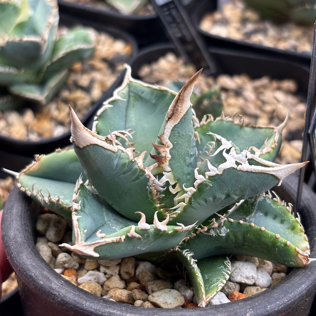 アガベ　大白鯊　子株　Lize血統