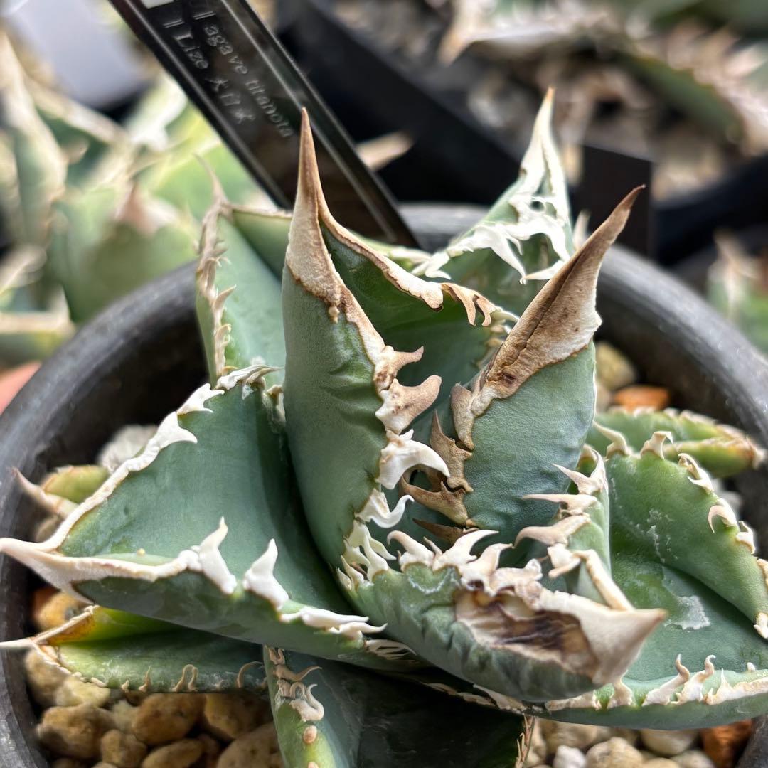 アガベ　大白鯊　子株　Lize血統