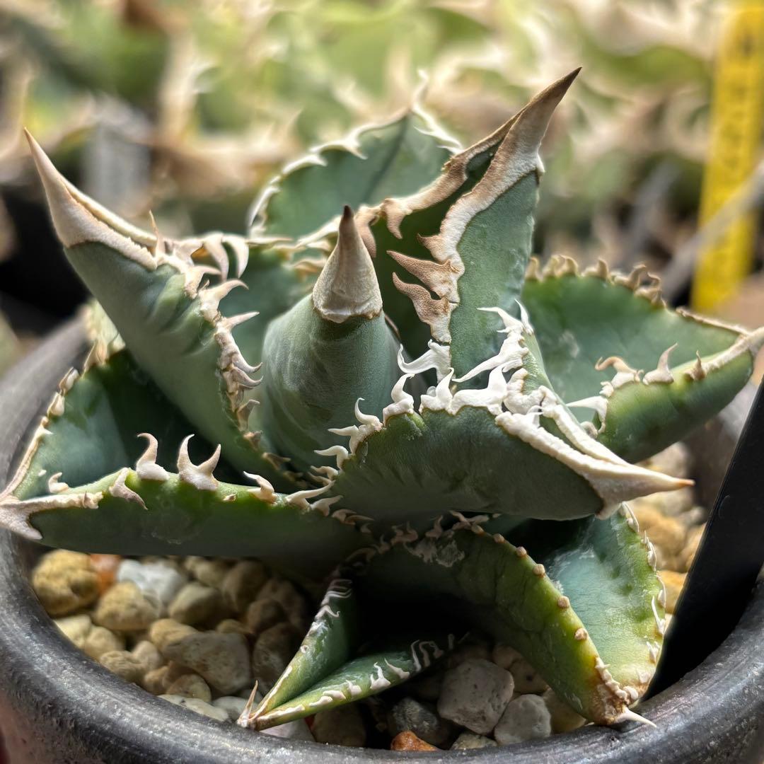 アガベ　大白鯊　子株　Lize血統