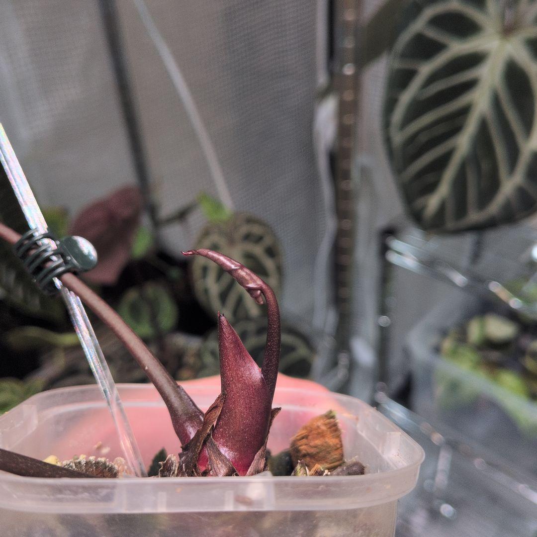 アンスリウム　KOS x Red crystalinum　Huタグ付き