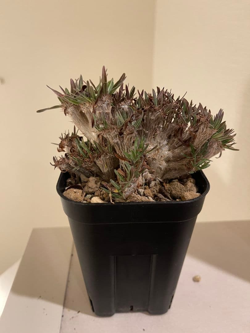 パキポディウム　グラキリス　綴化　挿し木　大株　鉢ごとメルカリ便