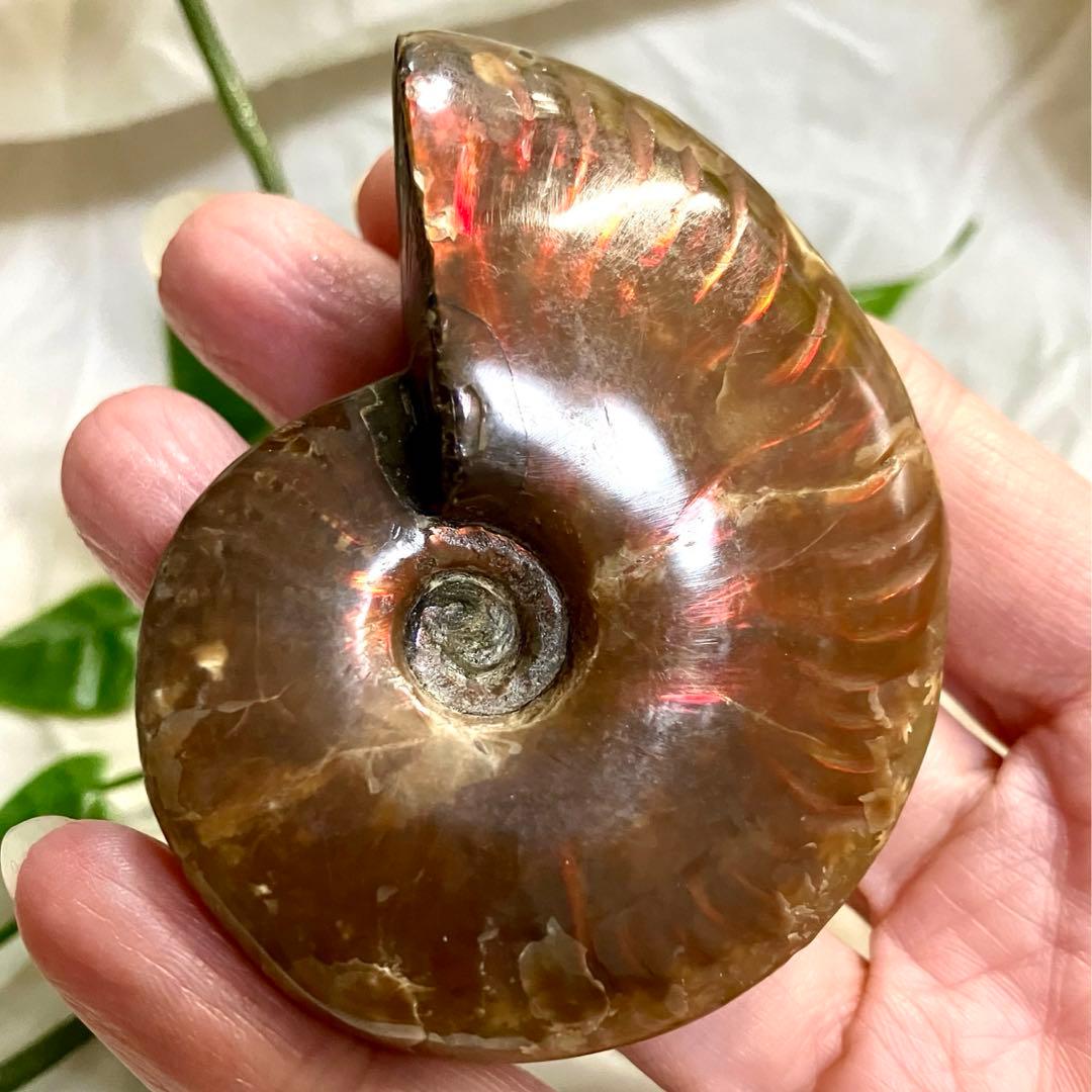 天然石 アンモライト アンモナイト 73g 6.5cmマダガスカル 鉱物標本