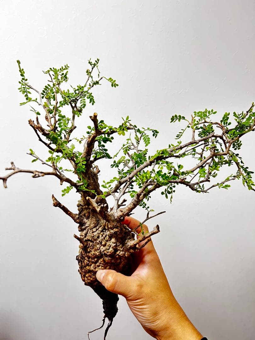 【現地発根株】オペルクリカリアパキプス