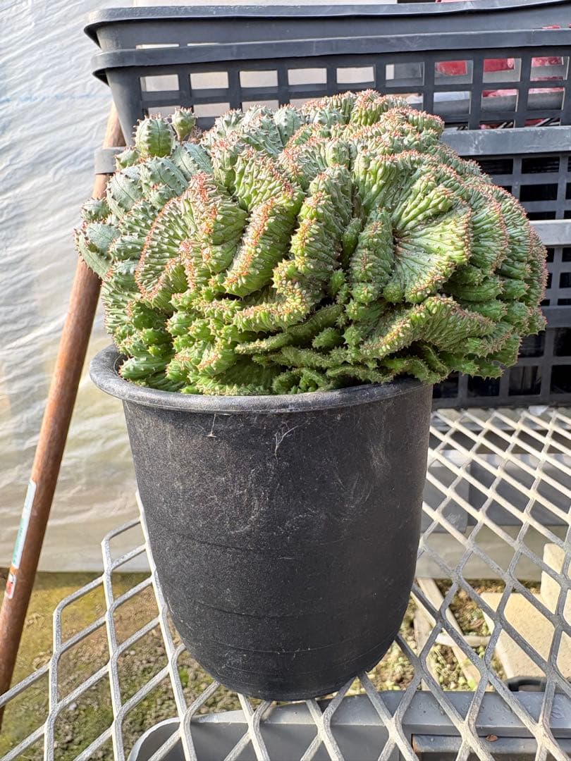 ユーフォルビア　オベサブロウ 綴化(石化)