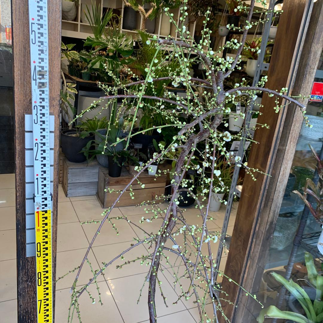 枝垂れ梅　シダレウメ 白花 苗木　1