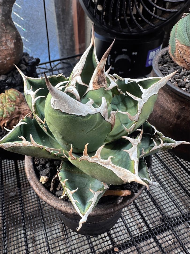 アガベSAD育成株